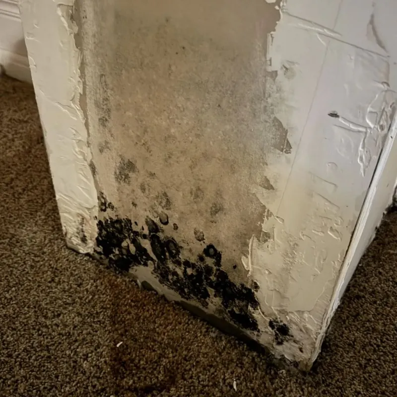 Professional Mold Removal in Edgewood, FL